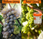 Solar-Powered Wasp Trap